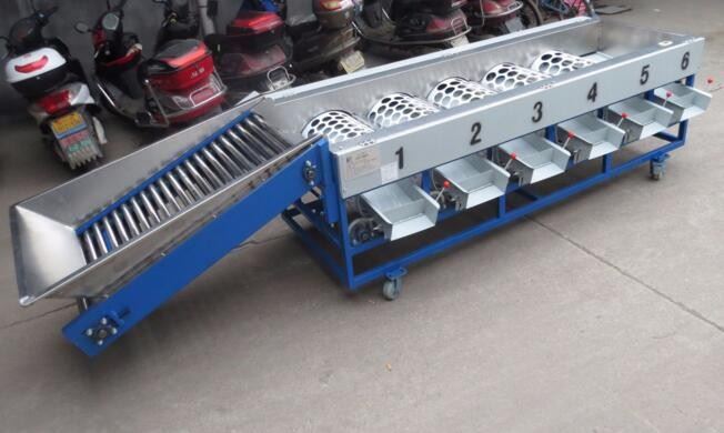 Kiwi Grading Machine